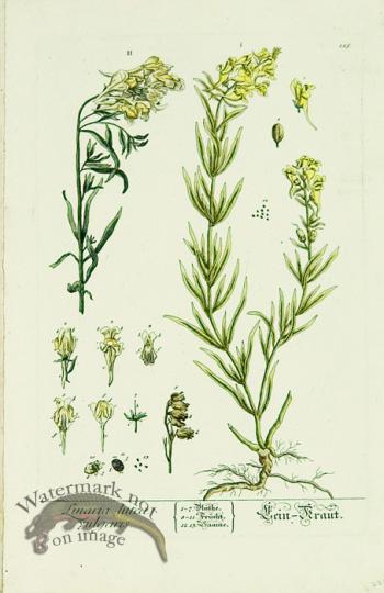 Blackwell German 207